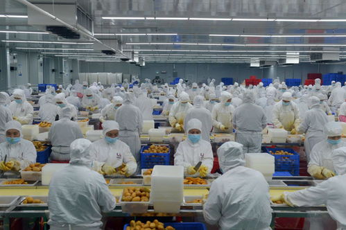 因势利导贯通产加销 深百协作共建农业产业化