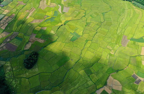 广西融安 夏日田园的诗意画卷