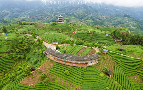 广西最美的茶园,藏于桂黔湘交界的大山中,空中俯瞰如大地指纹