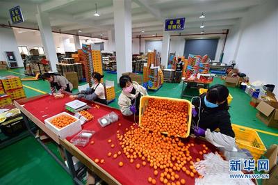 广西融安:电商复工助桔农